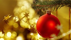 Christmas trees Christmas Lights