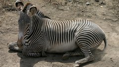 Chubby zebra high