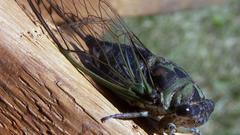 Cicada insects insect