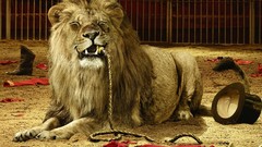 Circus funny Lions