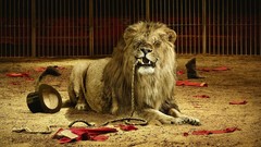 Circus funny Lions wild animals trainer