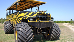 Citrus swamp Buggy high