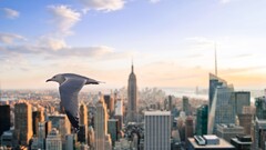 City nature lights sky futuristic Birds flying new york city