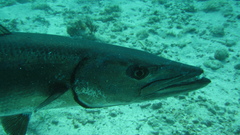 City of Washington high