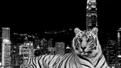 Cityscapes Animals Tigers buildings