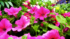 Cityscapes Flowers pink flower