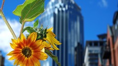 Cityscapes Flowers urban