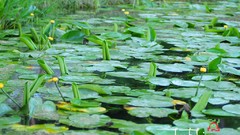 Cityscapes old Garden Europe