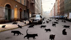 Cityscapes streets cats Animals