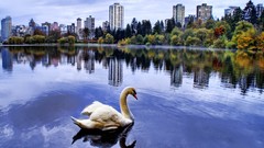 Cityscapes Swans buildings Parks