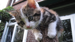 Climbing cats ninjas Animals