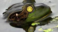 Clockwork mechanical Frogs Photo
