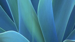 Close-up abstract nature Plants