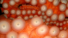 Close-up abstract tentacles octopuses