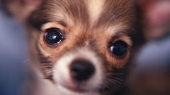 Close-up Animals Dogs