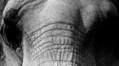 Close-up Animals elephants