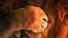 Close-up Animals facepalm Lions
