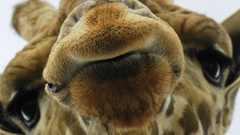 Close-up Animals Giraffes