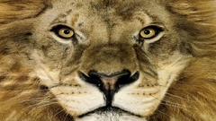 Close-up Animals Lions
