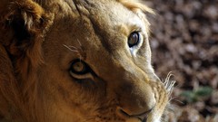 Close-up Animals Lions depth