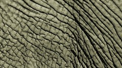 Close-up Animals national geographic