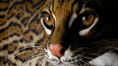 Close-up Animals ocelots
