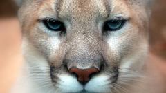 Close-up Animals puma