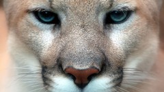 Close-up Animals puma