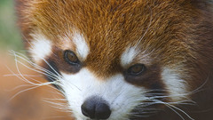 Close-up Animals red pandas