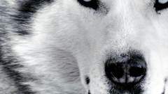 Close-up Animals Siberian Husky