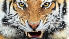 Close-up Animals Tigers