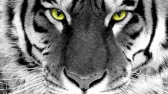 Close-up Animals Tigers selective