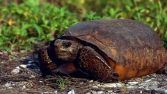 Close-up Animals turtles depth