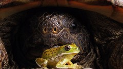 Close-up Animals turtles Frogs