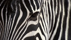 Close-up Animals zebras