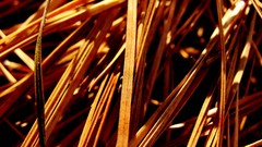 Close-up autumn yellow grass