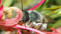Close-up bees insects