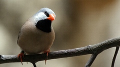 Close-up Birds Animals
