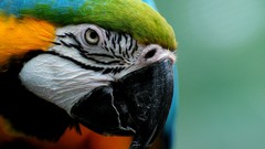 Close-up Birds Animals Parrots