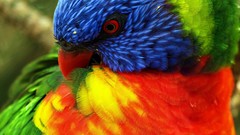 Close-up Birds Animals Parrots