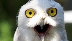 Close-up Birds funny Owls