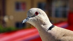 Close-up Birds red eyes