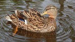 Close-up Birds sweden Bridges