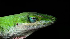Close-up black background Reptiles lizards