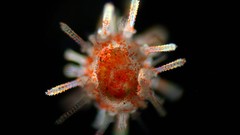 Close-up black background underwater depth of field sealife