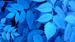 Close-up blue leaves Plants