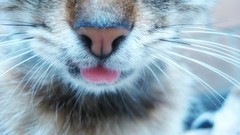 Close-up cats
