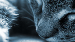 Close-up cats Animals