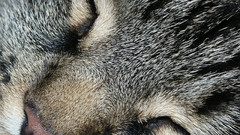 Close-up cats Animals