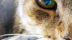 Close-up cats Animals
